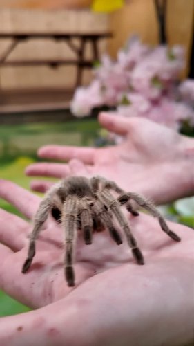 Video post from njexoticpets.