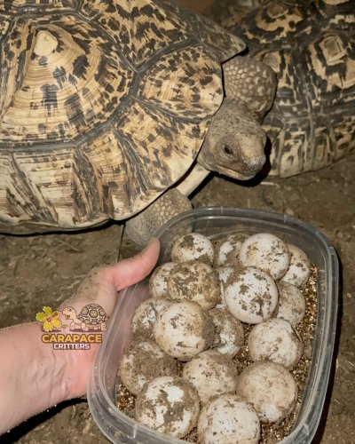 Photo post from carapacecritters.