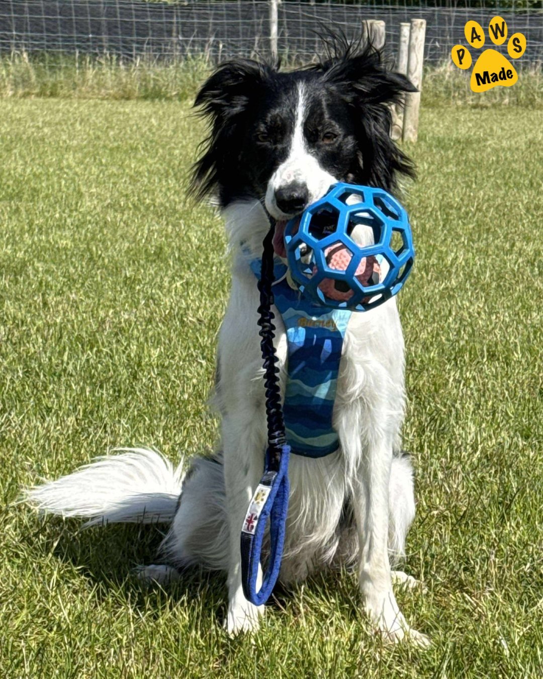 Photo post from pawstrading.