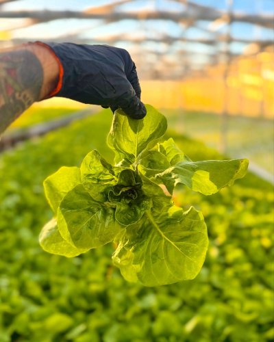 Photo post from farmbox_arizona.