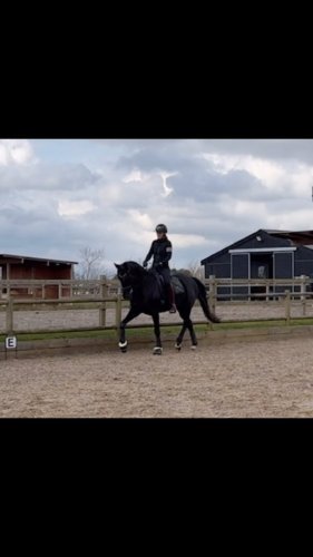 Video post from michellekolding.