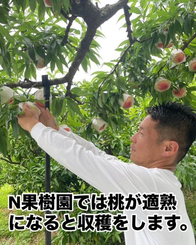 N果樹園 公式HPオンラインショップ