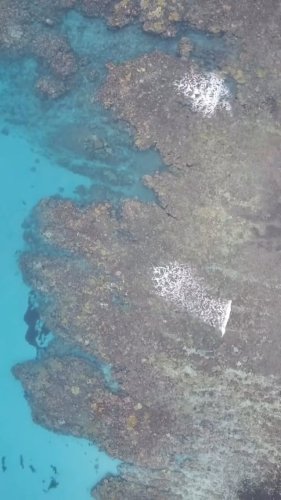 Video post from octopusresort.