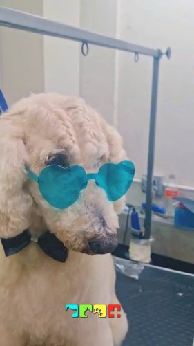 Video post from medicalpettj.