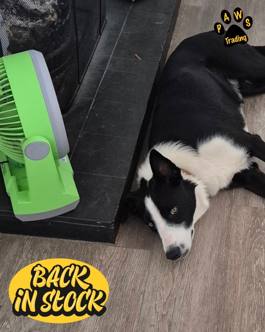 Photo post from pawstrading.