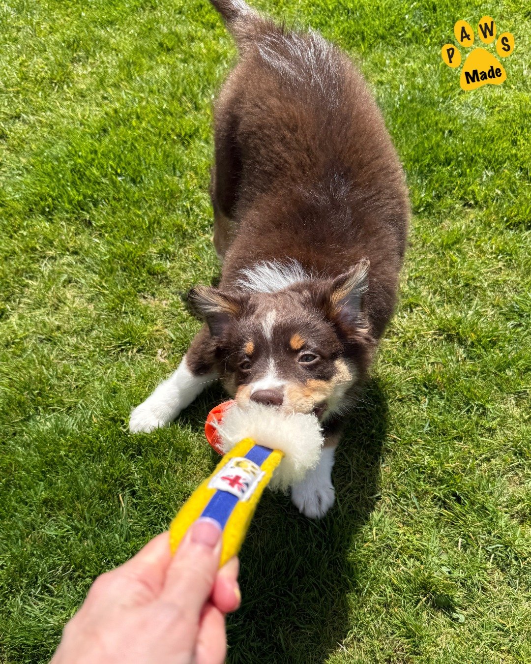 Photo post from pawstrading.