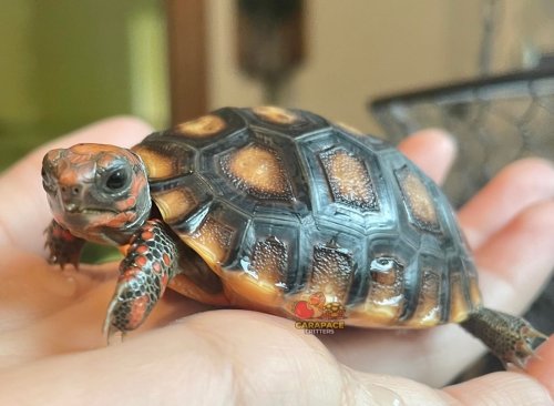 Photo post from carapacecritters.