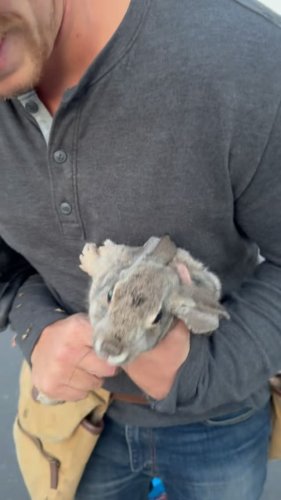 Video post from desertkingsfalconry.