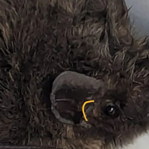 Carousel post from batconservationireland.