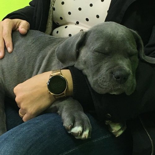 Carousel post from clinica_veterinaria_dourosul.
