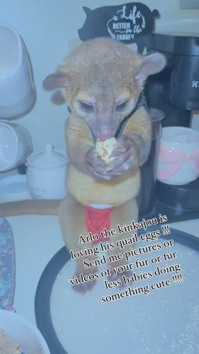 Video post from njexoticpets.