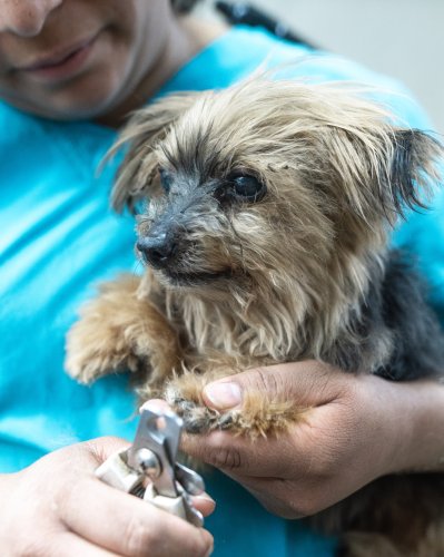 Photo post from medicalpettj.