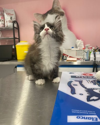 Carousel post from clinica_veterinaria_dourosul.