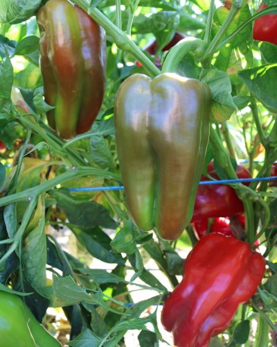 Photo post from national_garden_bureau.