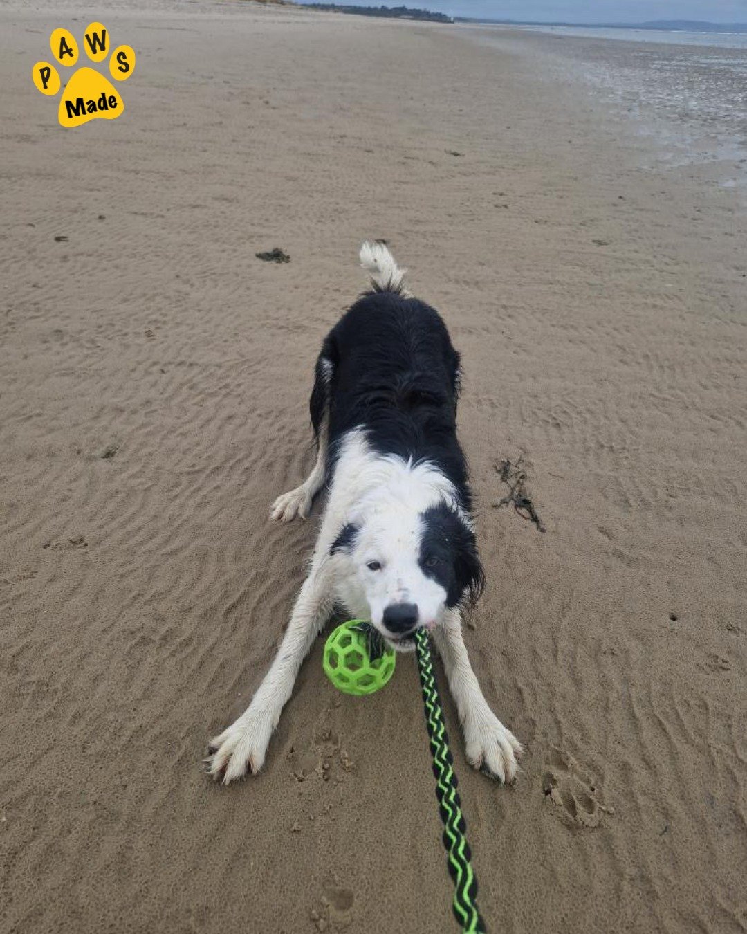 Photo post from pawstrading.