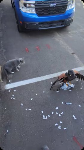 Video post from desertkingsfalconry.
