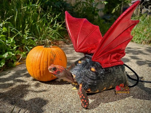 Carousel post from carapacecritters.