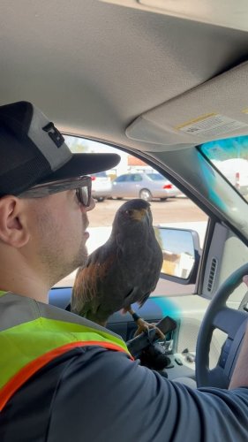 Video post from desertkingsfalconry.