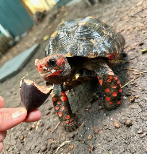 Photo post from carapacecritters.