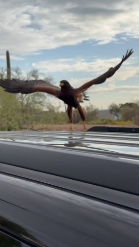 Video post from desertkingsfalconry.