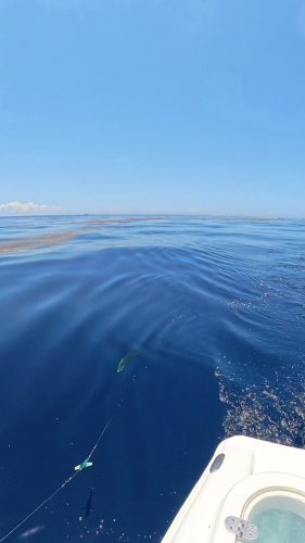 Video post from ejs_fishing_charters.