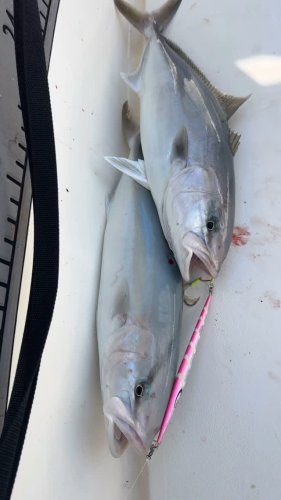 Video post from ejs_fishing_charters.
