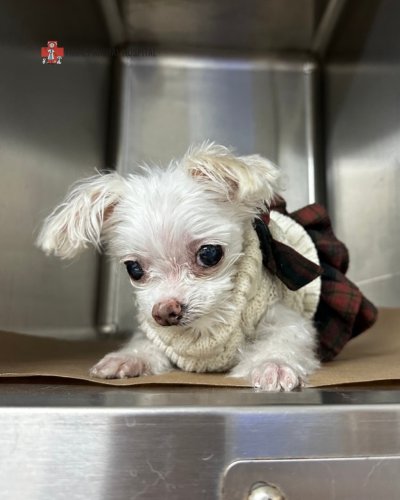 Photo post from familyanimalhospitalcm.