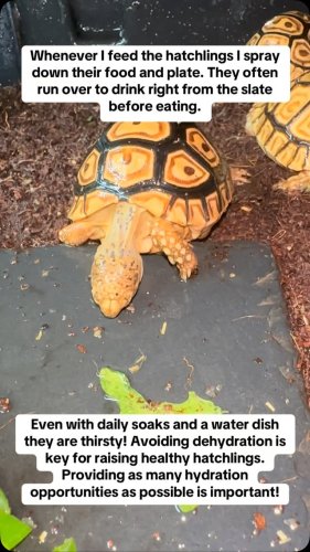 Video post from carapacecritters.