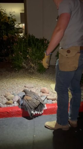 Video post from desertkingsfalconry.