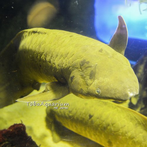 Photo post from toba_aquarium.official.
