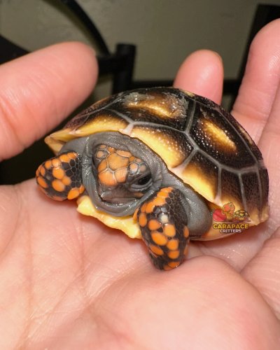 Photo post from carapacecritters.