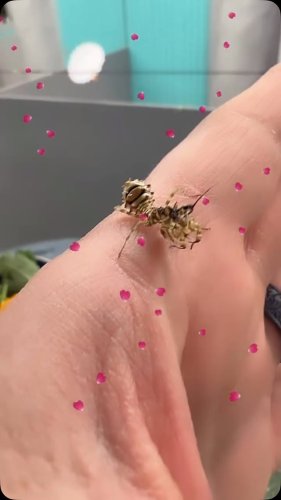 Video post from njexoticpets.