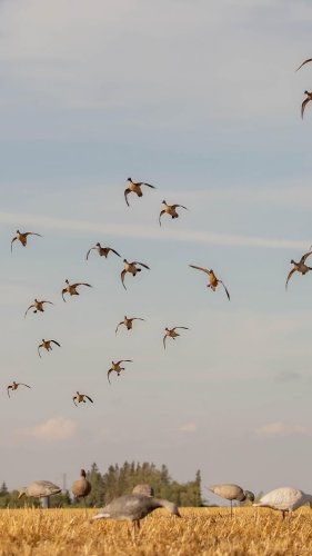 Video post from northernskiesoutfitters.