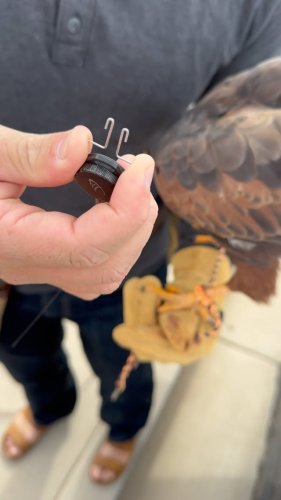 Video post from desertkingsfalconry.