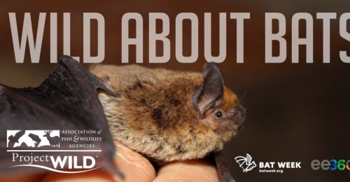 Photo post from batweek.