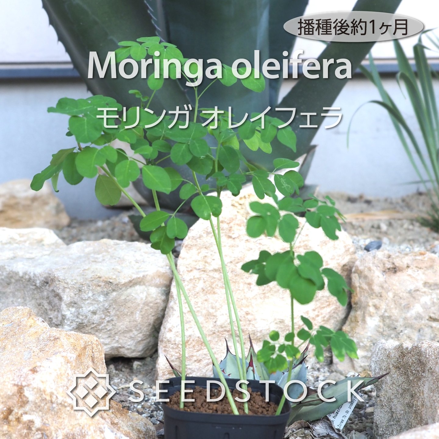 選抜実生株 Agave Seedlings] After two years of cultivating selected