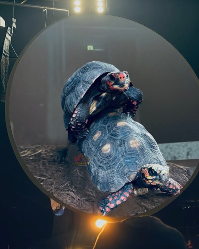 Photo post from carapacecritters.