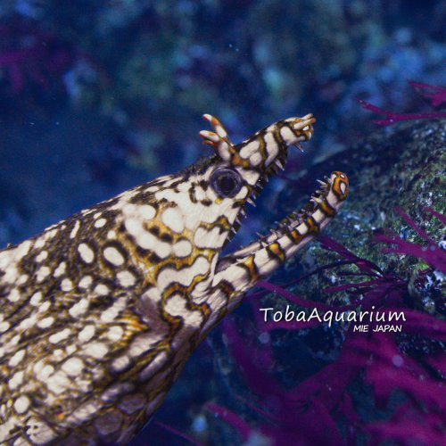 Photo post from toba_aquarium.official.