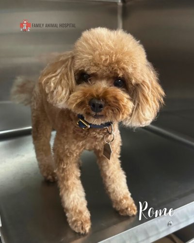 Photo post from familyanimalhospitalcm.