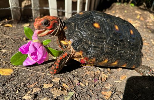 Carousel post from carapacecritters.