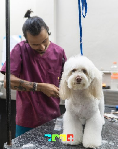 Photo post from medicalpettj.