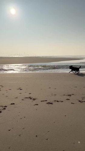 Video post from ditiskatwijk.