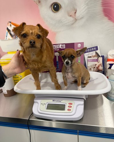 Carousel post from clinica_veterinaria_dourosul.