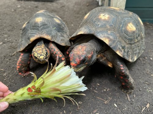 Photo post from carapacecritters.