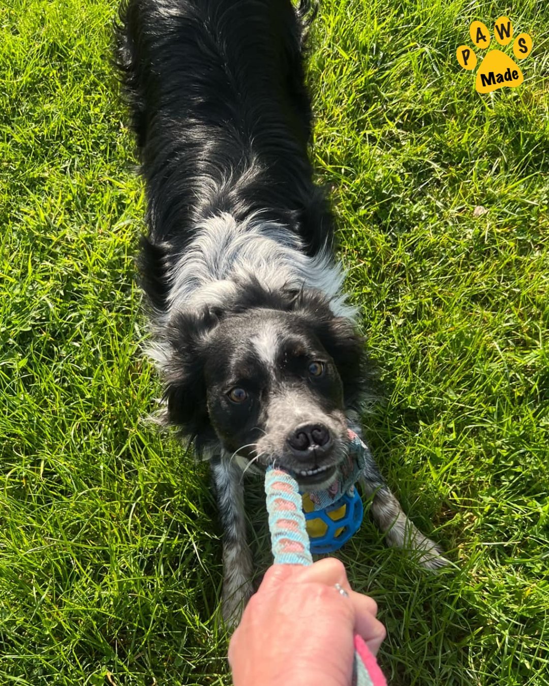 Photo post from pawstrading.