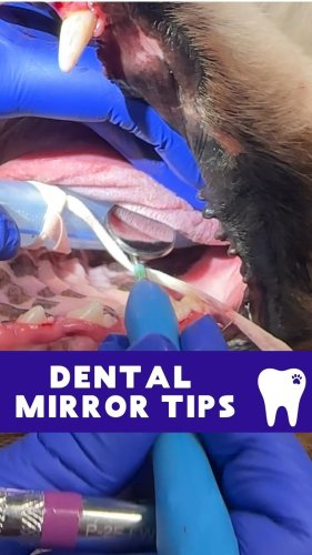 Video post from toothy.thomson.