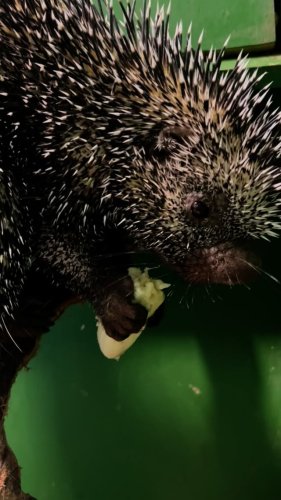 Video post from njexoticpets.