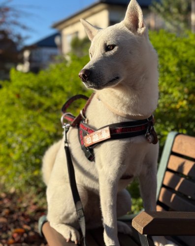 公益社団法人 日本犬保存会 – 日本犬保存会｜柴犬・紀州犬・四国犬・甲斐犬・北海道犬・秋田犬