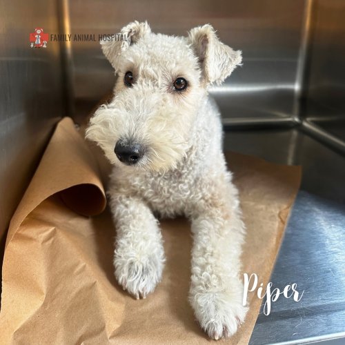 Photo post from familyanimalhospitalcm.