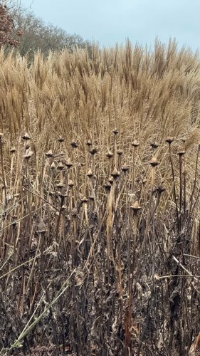 Video post from sussexprairies.